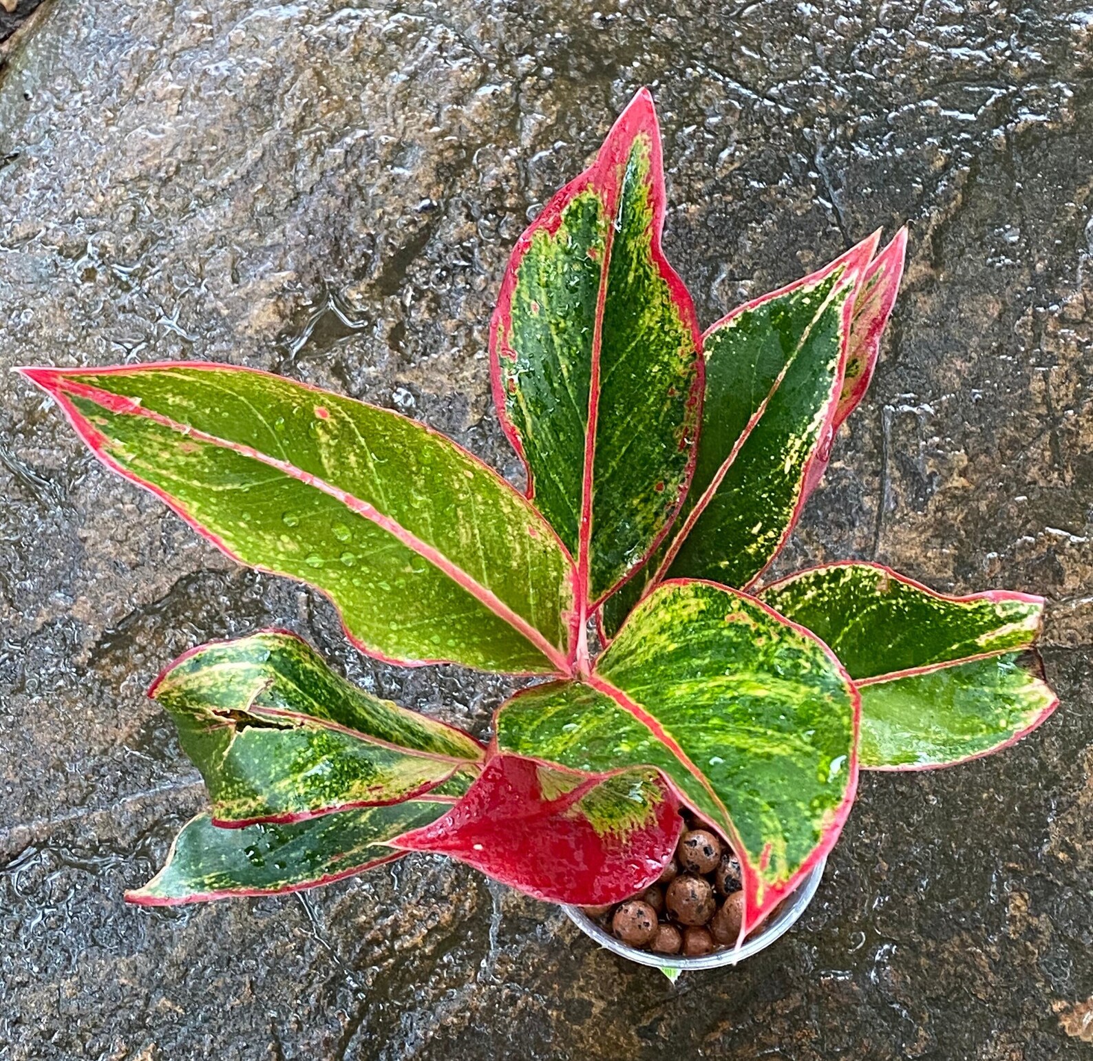 Aglaonema Siam Aurora Pink & Red Chinese Evergreen Live | Etsy