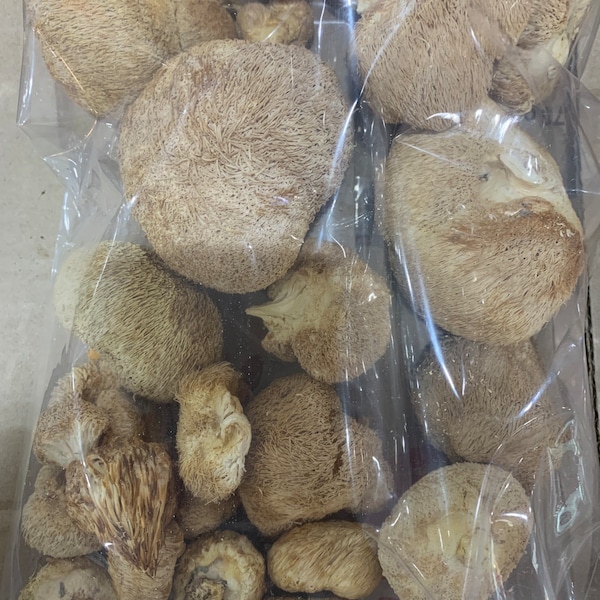 Dried Lion Mane Mushroom 猴頭菇 16 oz