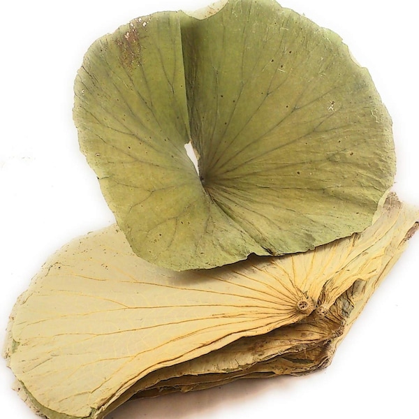 Dried Lotus Leaf 荷叶