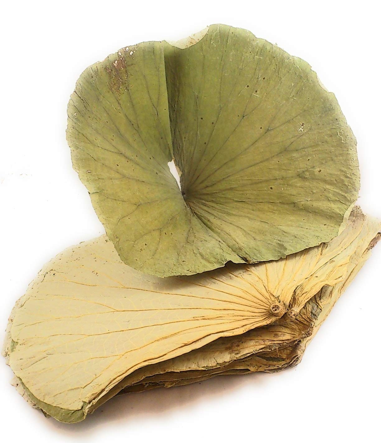 Dried Lotus Leaf 荷叶 - Etsy