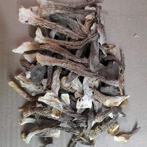 Dried Velvet Mushroom 鹿茸菇 16 oz