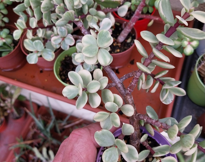 Variegated Elephant bush - Portulacaria afra variegata - succulent plant shipped in a 6.5cm pot