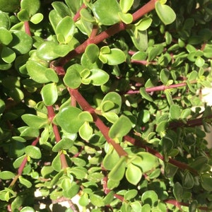 May include: Close-up of a succulent plant with green leaves and red stems. The plant is growing in a pot and has a lush, full appearance.