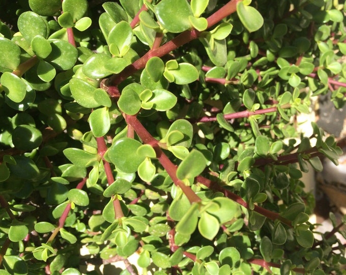 elephant bush plant - Portulacaria afra - dwarf jade plant shipped in a 6.5cm pot