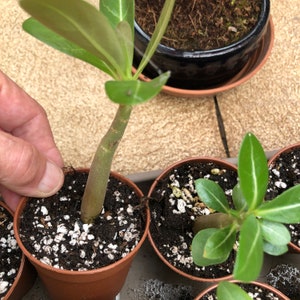 Adenium Arabicum Elephants Foot nice plant grown from seed Flowering House Plant image 4