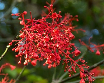 brachychiton acerifolius  Hardy Bottle Tree 5 Seeds