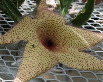 Zulu giant stapelia gigantea one unrootled cutting carrion plant or toad plant   CUTTING NOT PLANT