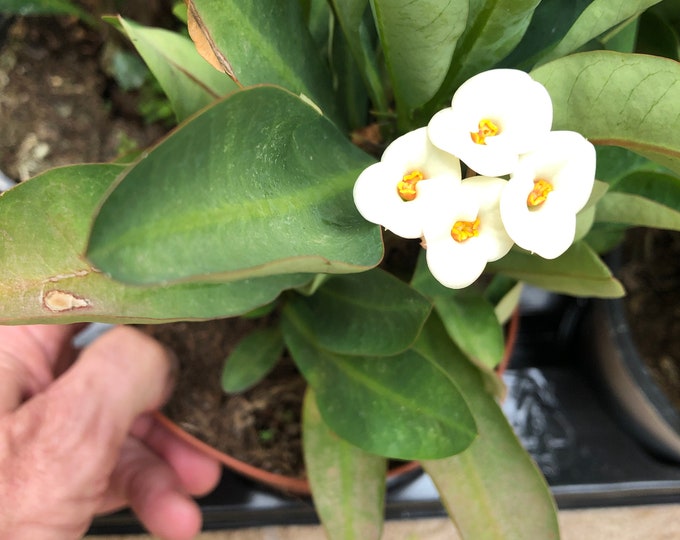 Euphorbia Milii plant - white flower - 12cm pot - succulent plant