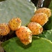 see more listings in the Opuntia Seeds section