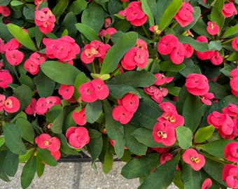 Euphorbia Milii plant - red flower - 10cm pot - succulent plant