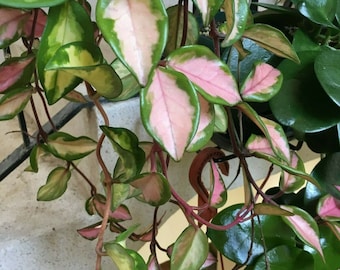 Cutting of Hoya carnosa tricolor - wax plant - one fresh cutting  - green white / pink krimson princess