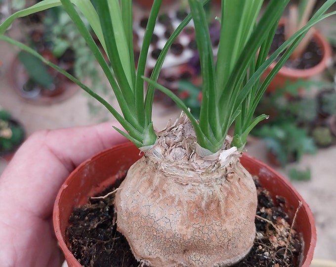 Beaucarnea recurvata  Shipped in a 9cm pot  Ponytail Palm