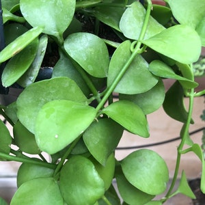 Dischidia imbricata stekje met wortels zeer zeldzame ongewone plant String of Nickels Gratis verzending Apocynaceae-familie