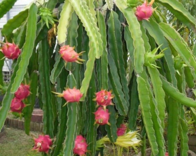 Hylocereus undatus dragon fruit 24 inch rooted plant shipped bare rooted