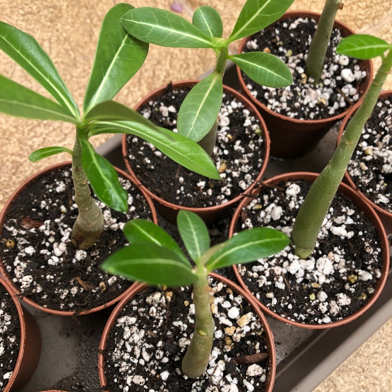 Adenium Arabicum Elephants Foot nice plant grown from seed Flowering House Plant image 6