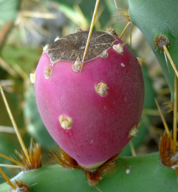 spineless opuntia cactus Spineless Prickly Pear