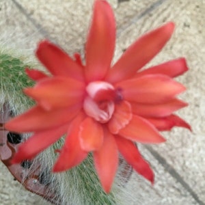 Cleistocactus winteri subs. colademononis (cola de mono) en maceta de 6,5 cm