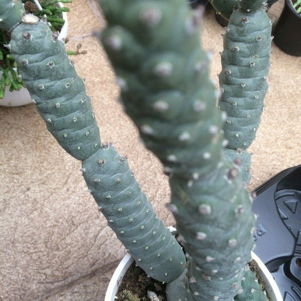 Tephrocactus articulatus var. inermis -  5cm cutting  - pine cone cactus