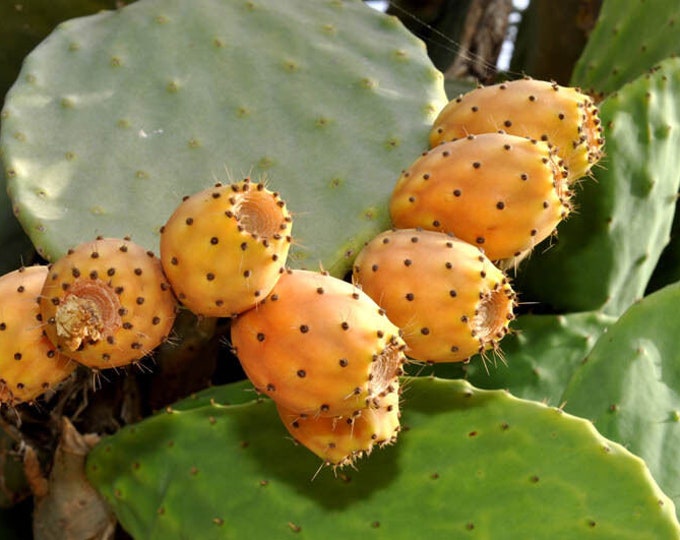 Mediterranean prickly pear cactus - opuntia ficus-indica one pad yellow fruit