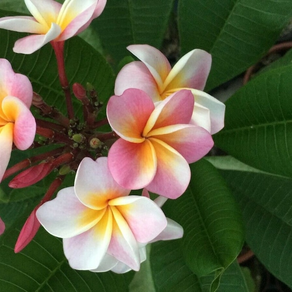 Frangipani Plumeria Rubra wird wurzelnackt versandt