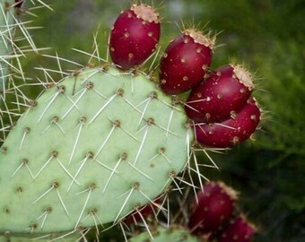 20 Seeds - Mediterranean Prickly Pear Cactus - Opuntia Vulgaris  Free shipping Grows sweet edible fruit