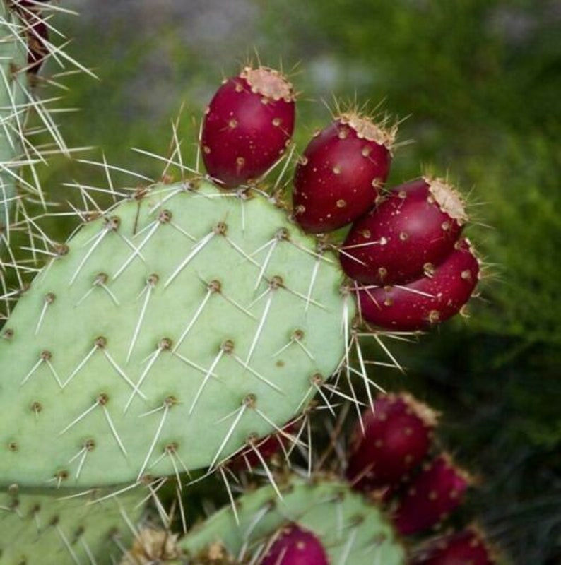 20 Seeds Mediterranean Prickly Pear Cactus Opuntia Vulgaris Free shipping Grows sweet edible fruit image 1