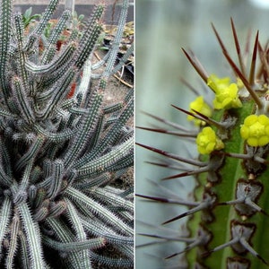 Euphorbia baioensis- un corte de 4 pulgadas - planta suculenta rara e inusual