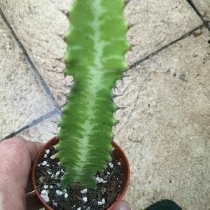 Euphorbia trigona - planta viva enviada en una maceta de 2 " - árbol de leche africano