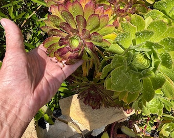 Muda de suculenta Aeonium Arboreum: Rosa roxa e rosa verde