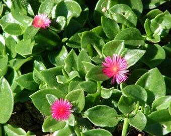 Aptenia cordifolia - baby zonneroos - hartblad ijsplant één stek van 15-20 cm