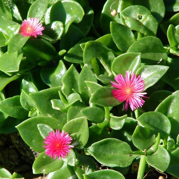 Aptenia cordifolia – Baby-Sonnenrose – Herzblatt-Eispflanze, ein 6–8 Zoll großer Steckling