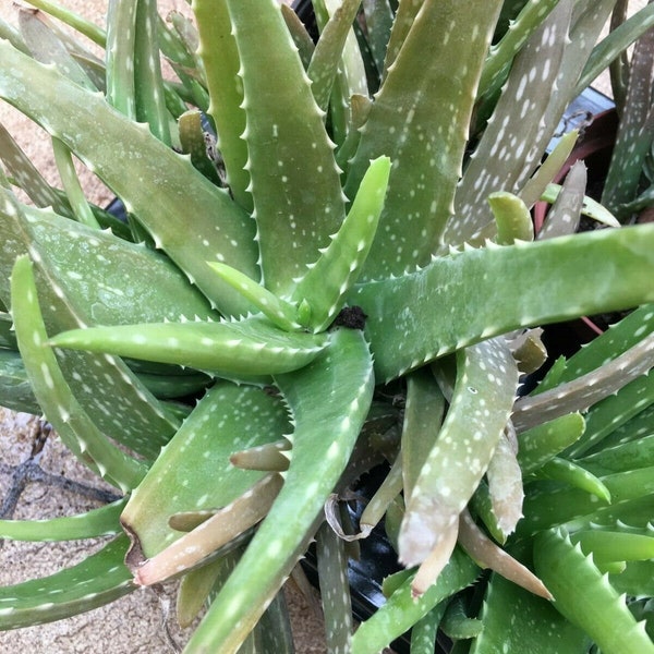 Aloë vera plant gezonde plant medicinaal snijwonden brandwonden steken zonnebrand 12 tot 15 cm verzonden met blote wortel