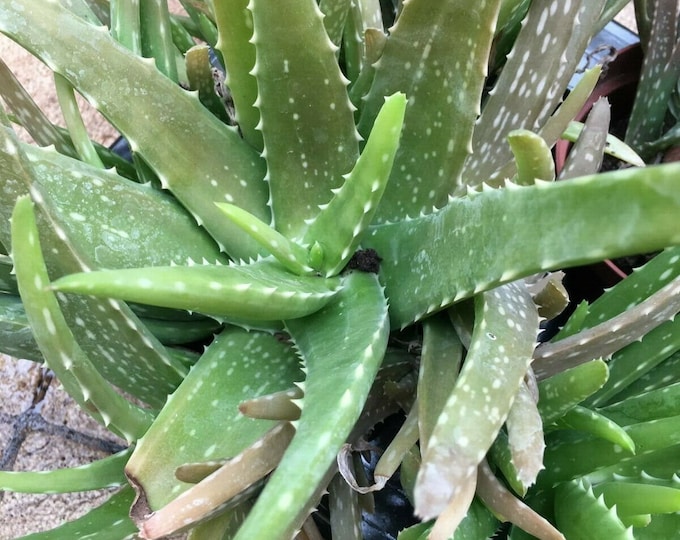 Aloe vera plant healthy plant medicinal cuts burns stings sunburn 12 to 15 cm shipped bare rooted