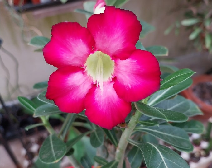 Big Fat Adenium Arabicum Elephants Foot nice plant grown from seed   Free shipping Flowering House Plant Large Caudex  Bonsai