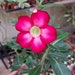 see more listings in the Adenium Plants section