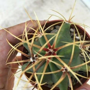 Ferocactus Glaucescens Blue Barrel Cactus shipped in a  pot