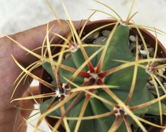 Ferocactus Glaucescens Blue Barrel Cactus shipped in a  pot