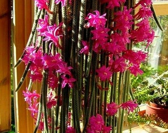 3" rat tail cactus aporocactus flagelliform cutting rare succulent plant pink