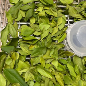 Dried Myrtle Leaf  Myrtle Leaves Myrtus Communis Premium Grade Herbal