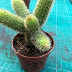 Hildewintera aureispina Golden Rat Tail Cactus Cutting – Makkelijk te kweken plant