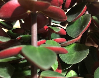Peperomia Verticillata Red Log  Choice of size