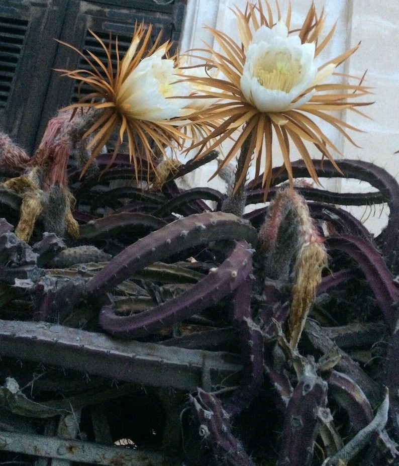 Selenicereus grandiflorus queen of the night vanilla cactus one cutting image 3