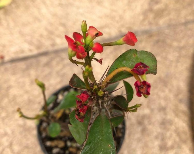 Euphorbia milii red  well rooted in a 6.5cm pot crown of thorns - christ plant