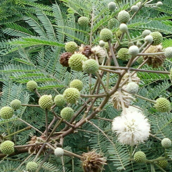25 Fluss Tamarinden - Wunderbaum Mimose - Leucaena leucocephala Samen