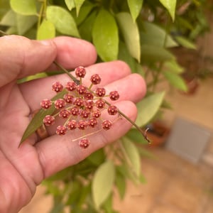 Hoya Memoria Cutting: 6 inch, in ieder geval gemakkelijk te kweken en te bloeien