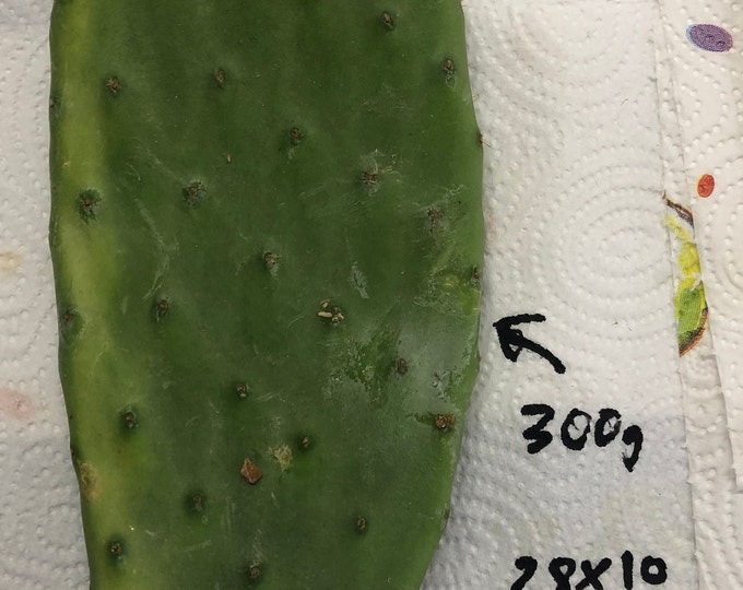 Prickly Pear pads, choose the weight of pad you would like