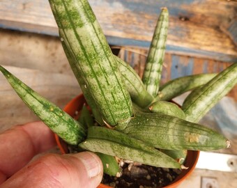 Sansevieria spear cylindrica one plant approx 4 inches tall