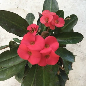 Euphorbia milii vulcanii - flor vermelha - uma muda de 4-5 polegadas - planta suculenta