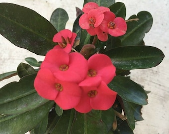 Euphorbia milii vulcanii - red flower - one 4-5 inch cutting - succulent plant