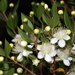 Myrtus Communis 20 Fresh seeds Common Myrtle  Very Hardy White Flowers Small Blue Fruit